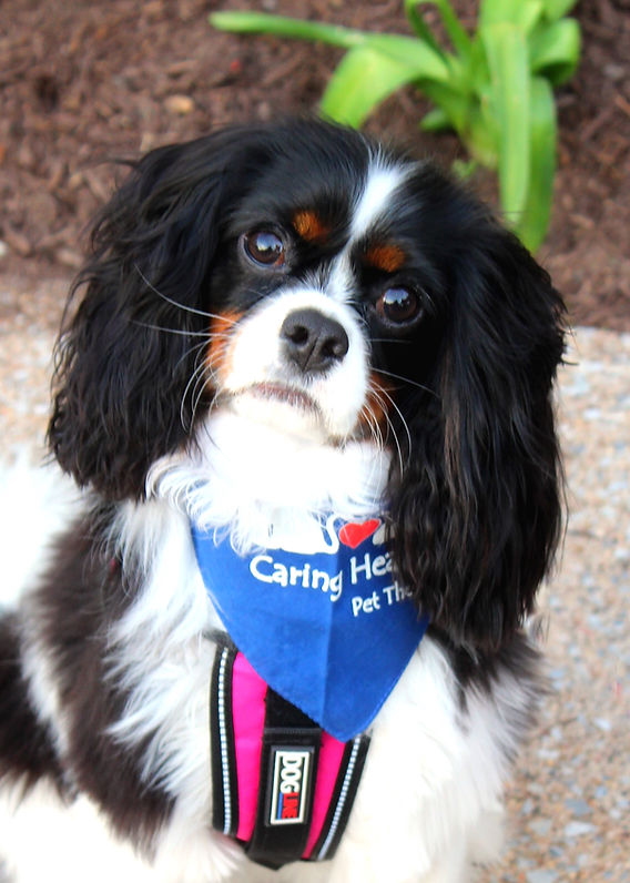 Cavalier King Charles Spaniel Puppies For Sale | Baton Rouge, LA #293813 Cavalier King Charles Spaniel Puppies For Sale | Baton Rouge, LA #293813
