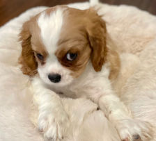 Cassie's Cavaliers