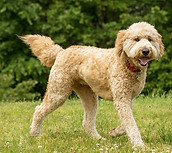 Large Dog Grooming