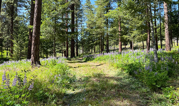 Beautiful meadows for trail riding.
