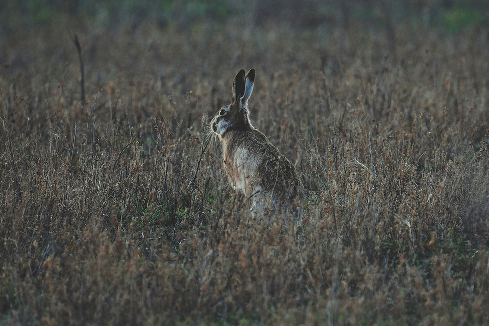 Rammeltijd voor de rammelaar