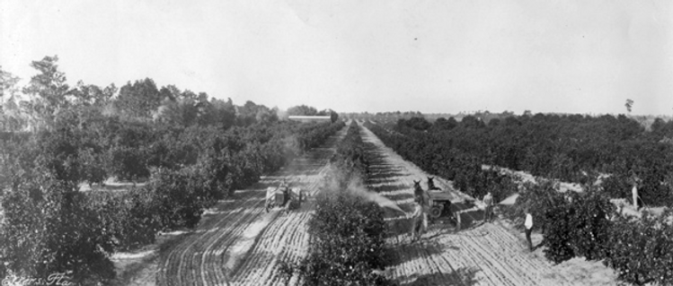 citrus grove