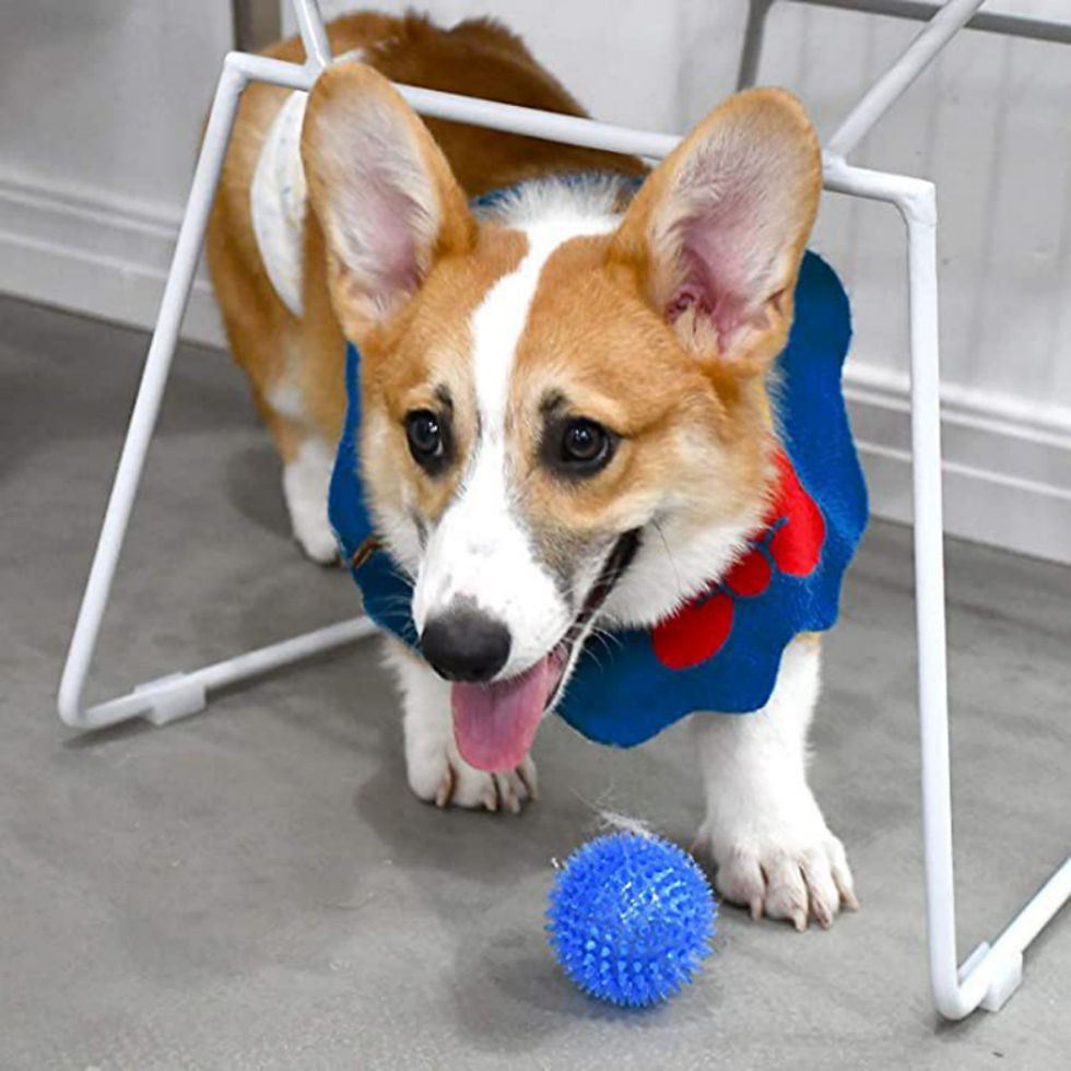 Thumbnail: Bite Resistant Ball Toys for Small Large Dogs