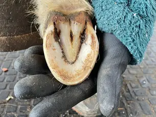 Kann jedes Pferd barhuf gehen?