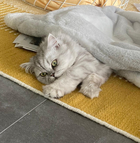 Katze streckt sich auf dem Teppich – symbolisiert die individuelle Reise deines Tieres im Rahmen der Tierkommunikation und lichtvollen Energiearbeit, mit Zeit, Raum und mehreren Sitzungen für nachhaltige Entwicklung und Wohlbefinden