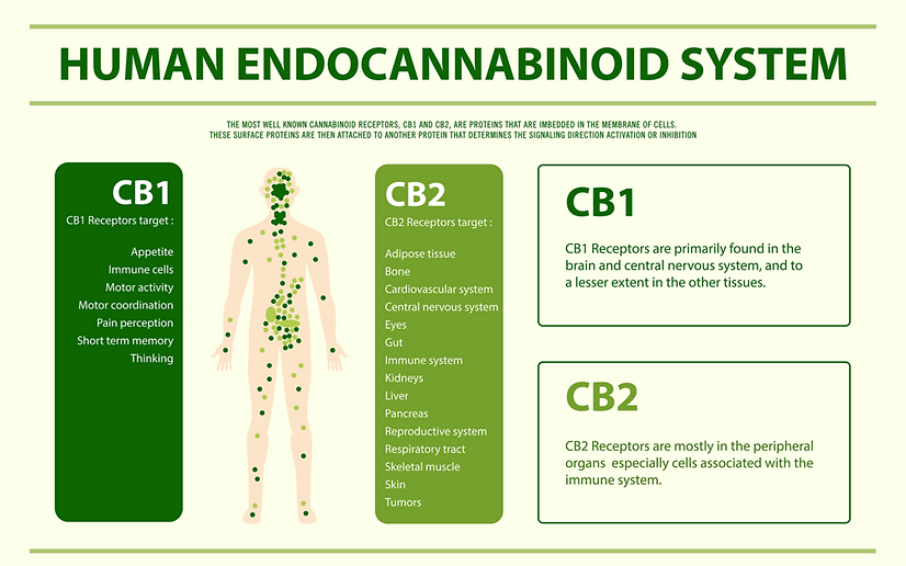 Endocannabinoid_System
