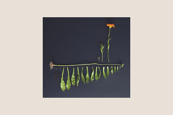 Wonderen goudsbloem.jpg