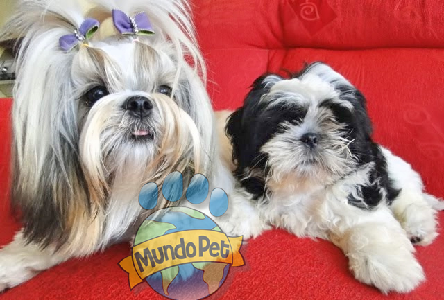 Malu e Nino