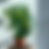 Miniature : Calathea orbifolia