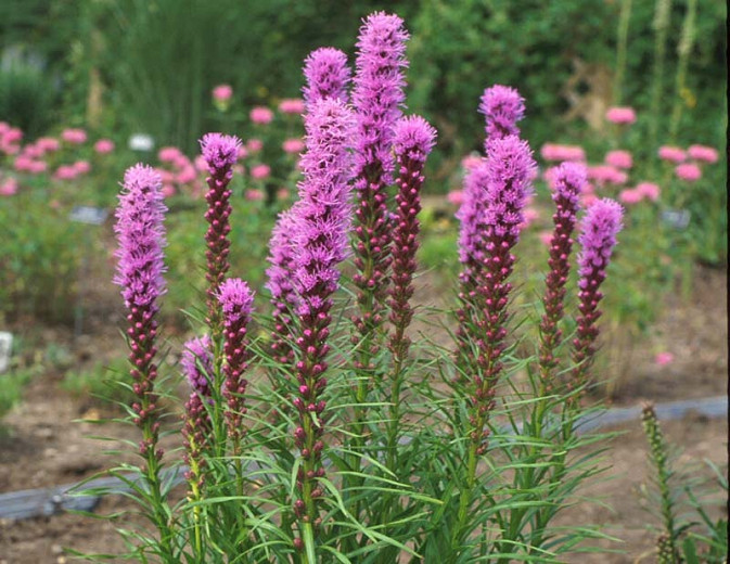 Liatris spicata Kobold Kobold blazing star Tesh Troxler