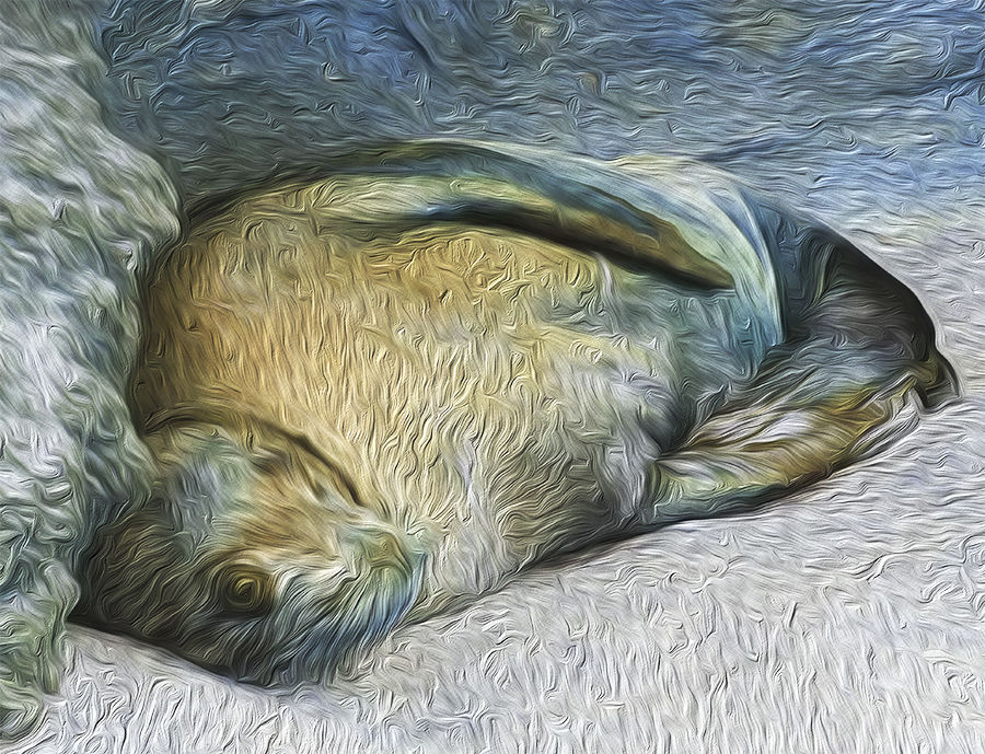 Resting Fur Seal