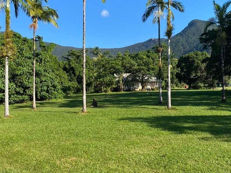 À la Découverte de la Daintree : Un Joyau Tropical Incontournable