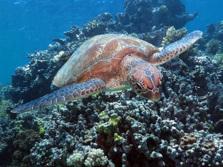 Les Meilleures Choses à Faire à Cairns : Un Guide Complet pour Explorer la Perle des Tropiques