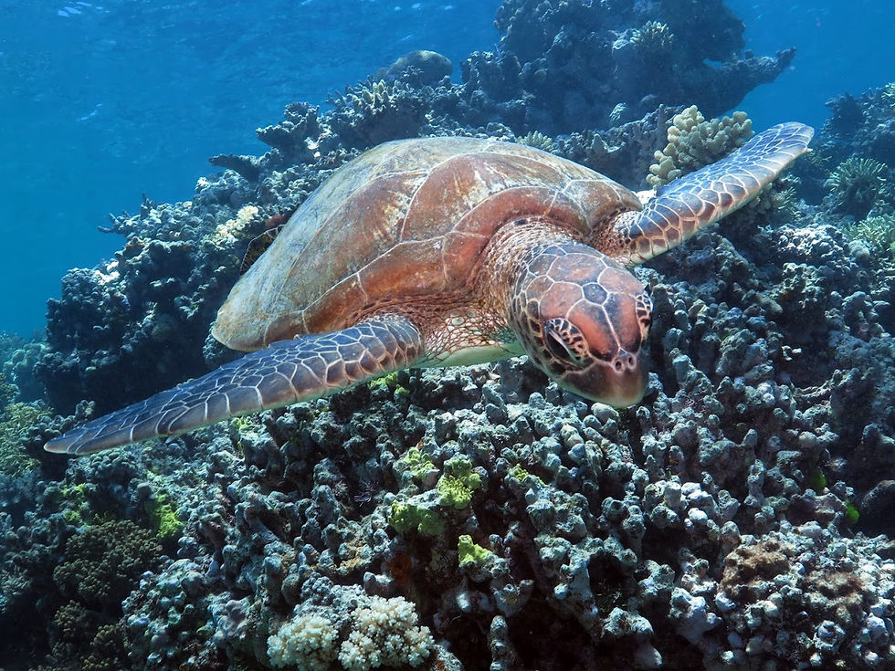 Les Meilleures Choses à Faire à Cairns : Un Guide Complet pour Explorer la Perle des Tropiques