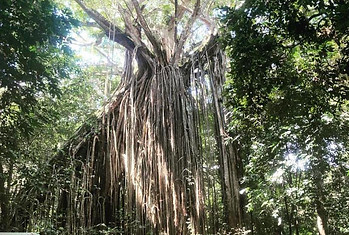 Curtain fig tree