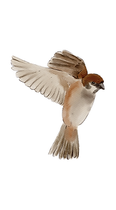 Untitled design (35).png