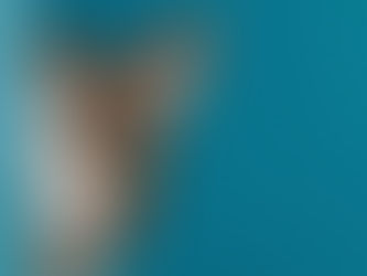 Lo Studio dei Gattini