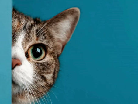 Lo Studio dei Gattini