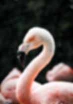 Flamingo Art Fine Print