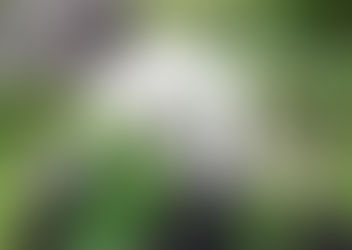 צמחים ועשבי תיבול לבעלי חיים