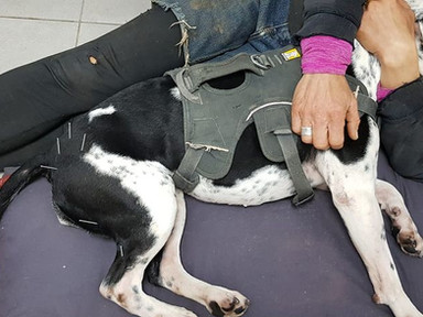 דיקור סיני לכלבה רות הסובלת מהיפ דיספלזיה