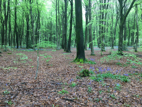 The New Forest: Hamnet, Shakespeare and forests