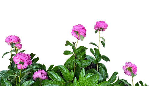 purple flowers positioned upside down
