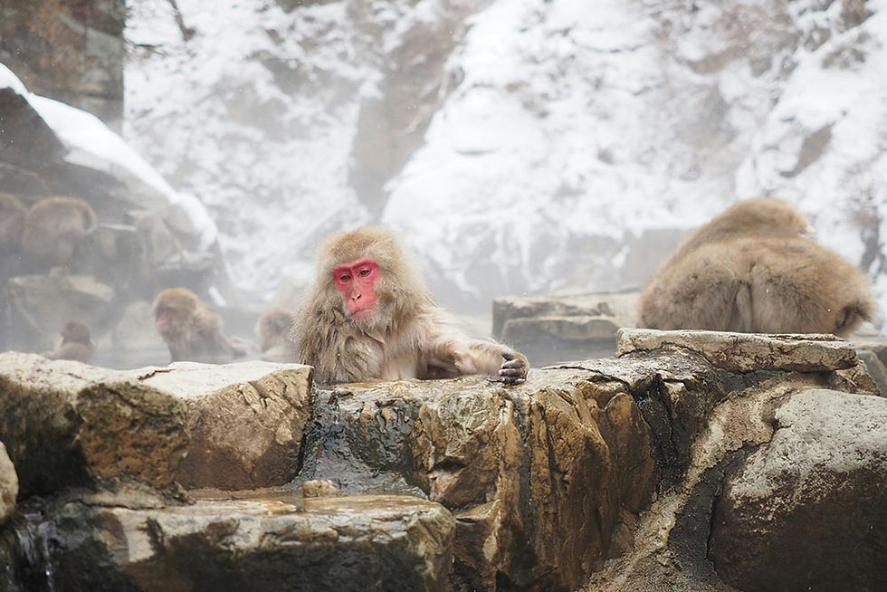 Jigokudani Snow Monkeys on holiday with Japan360
