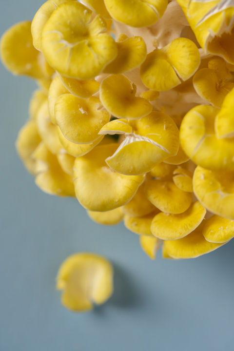 Oyster Mushrooms-3
