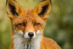 ms-animals-habitats-mammals