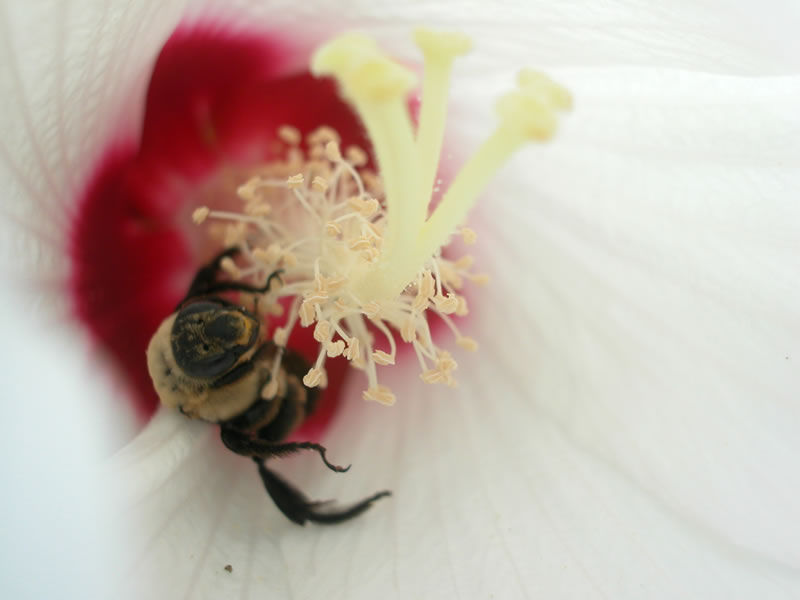 The Rose-Mallow Bee and the Flower It Calls Home