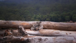 Chooseday 21st July - Choose to Be a Voice for Nature πΏ