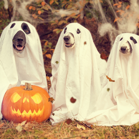 Chooseday 31st October- Choose To Be Spooked! Halloween Edition.