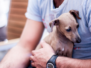 Chooseday 30th April - Choose to Adopt a Greyhound!