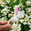 Thumbnail: Bunny Teether - Sewing Pattern