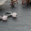 Miniaturbild: Rosequartz Huggies small silver