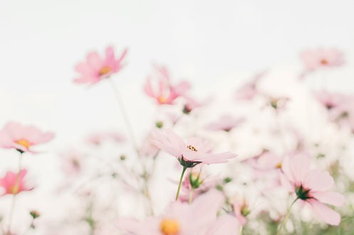 tomoko-uji-SYAyqm6ffDs-unsplash.jpg