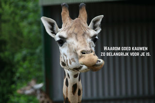 het belang van goed kauwen