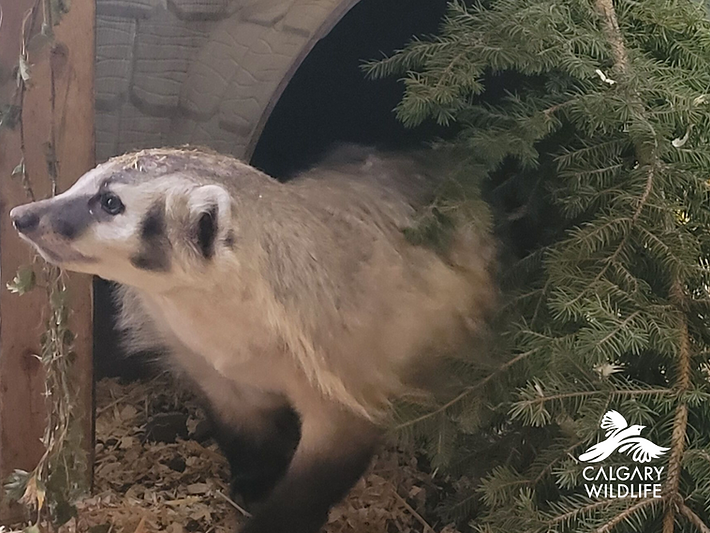 American Badger