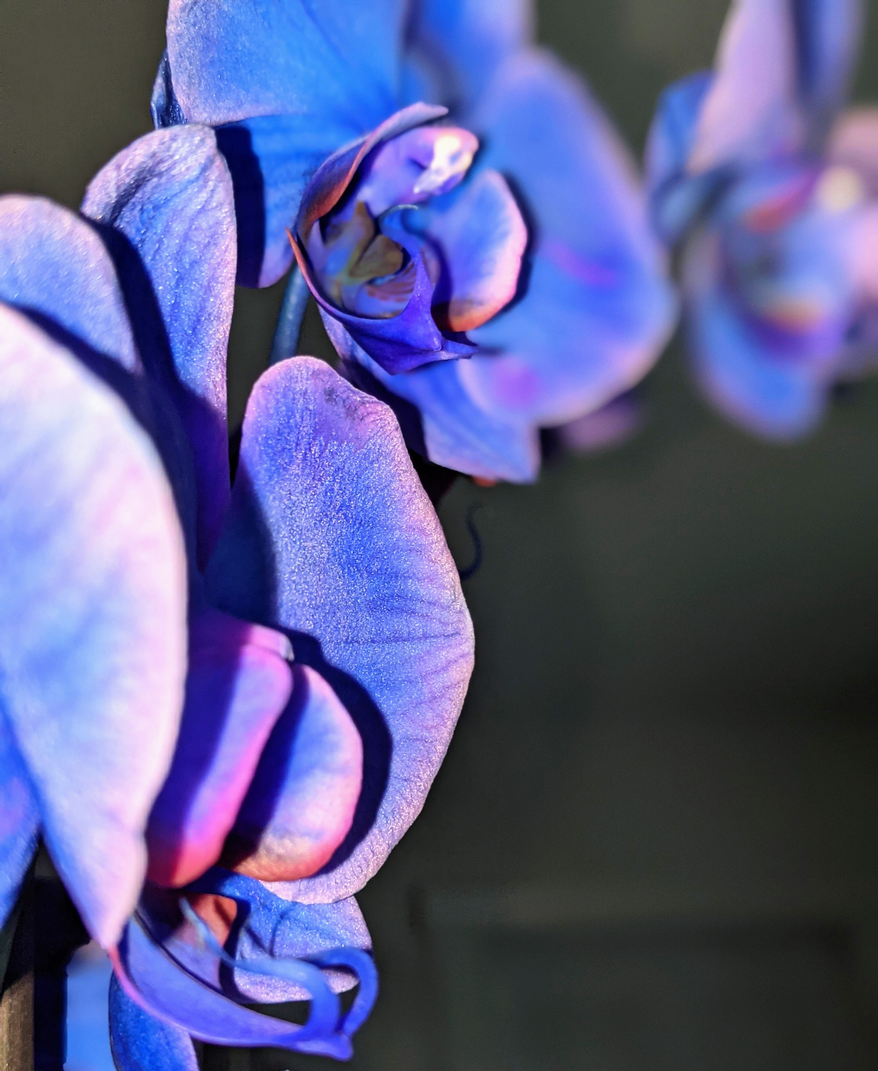 Blue Orchid - Photography