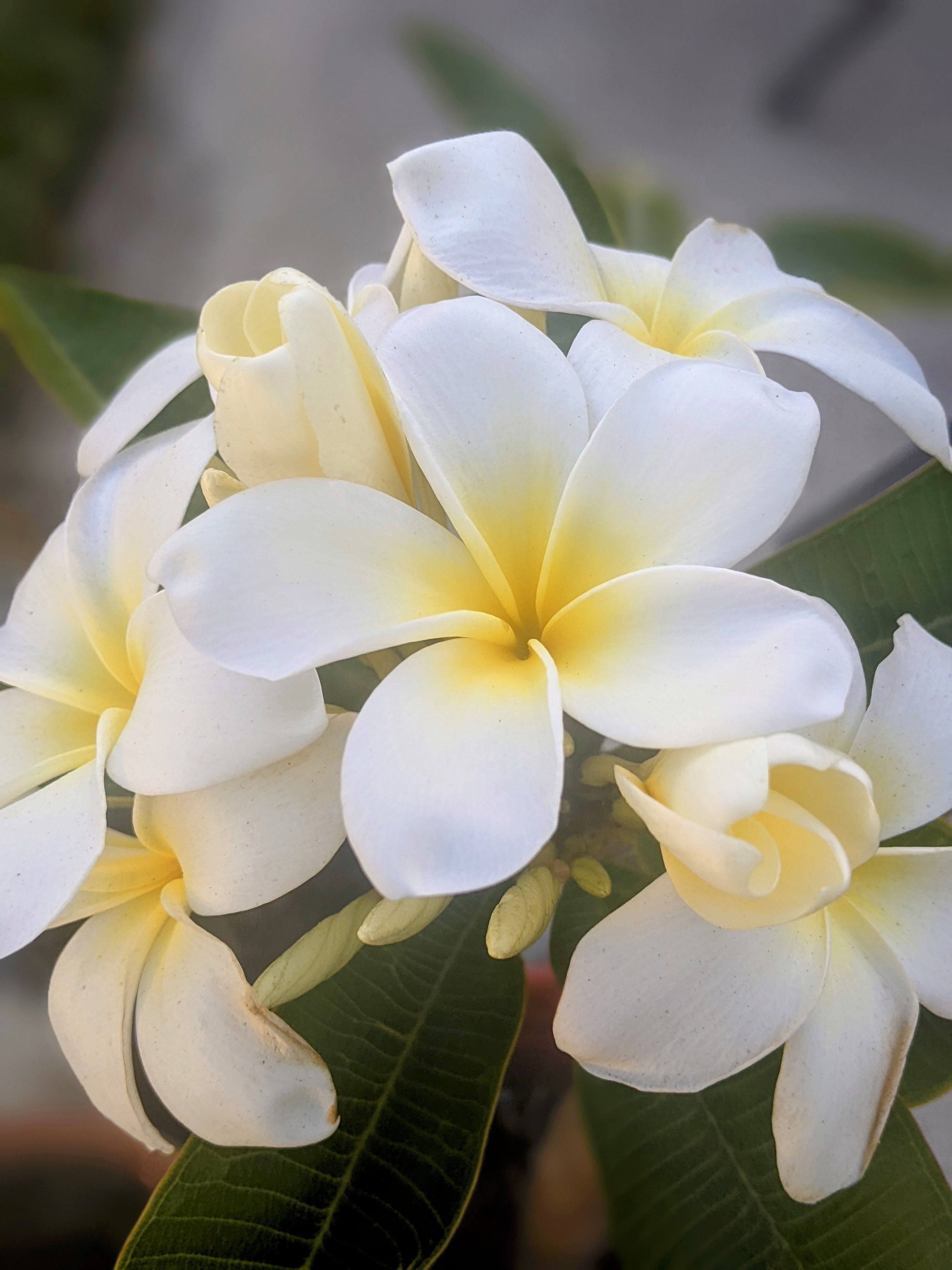 Flower 18- Photography