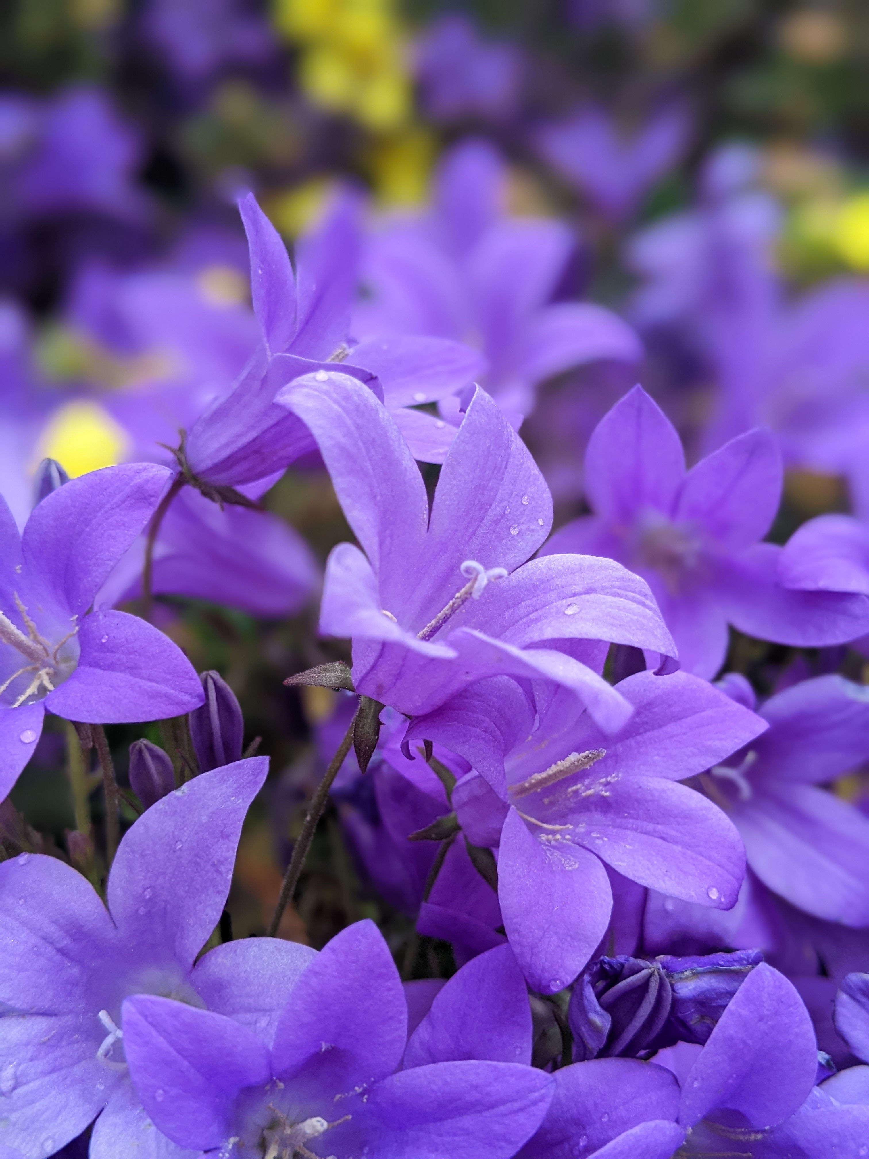 Flower 16 - Photography