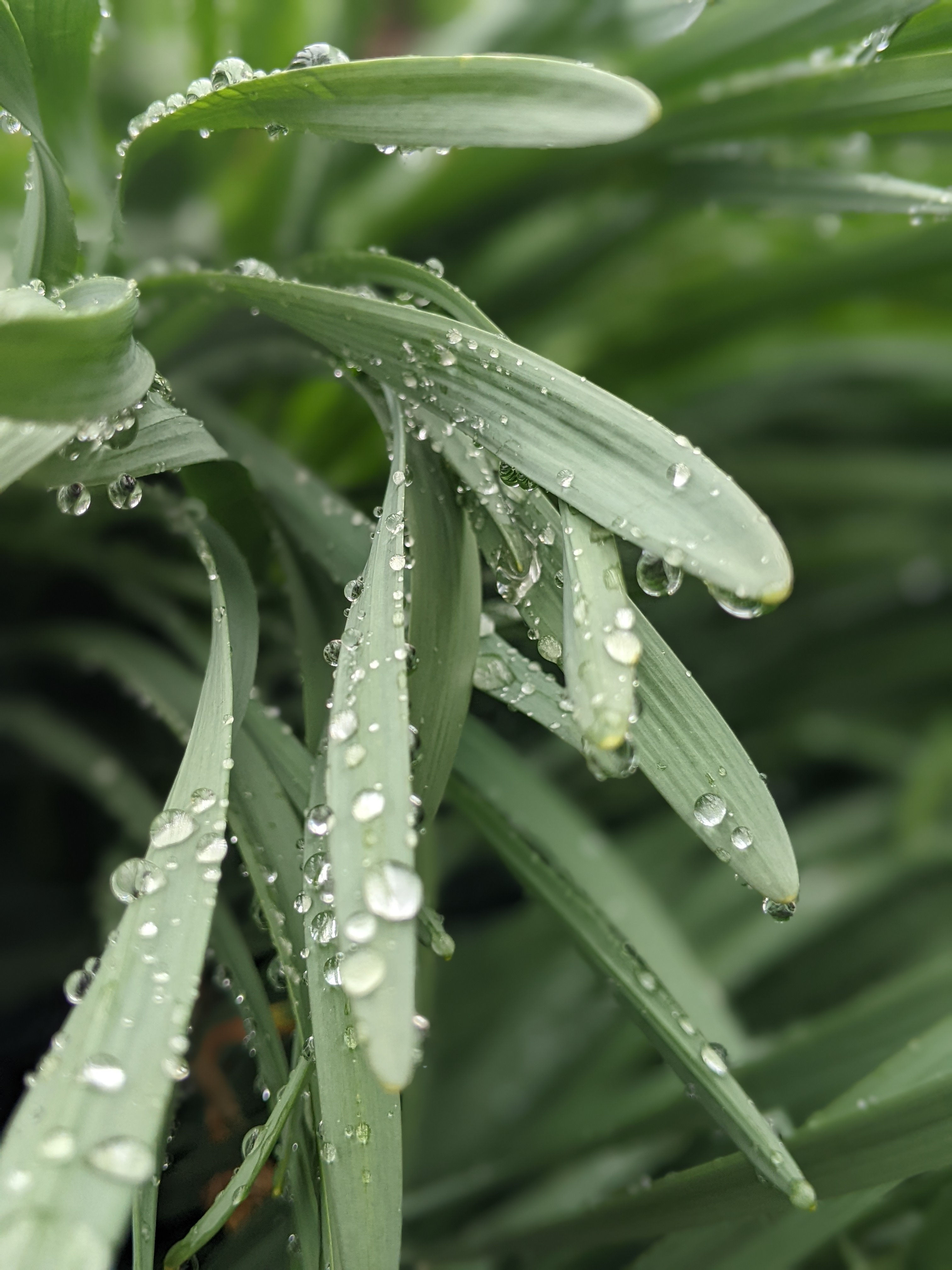 Dewy grass Oregon coast - Photography