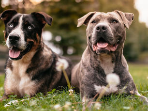 Embracing Nature: The Benefits of Outdoor Adventures for Dogs by Dogs We Trust Boarding and Training