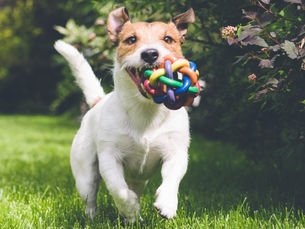 Understanding Puppy Chewing: Insights from Dogs We Trust Boarding and Training