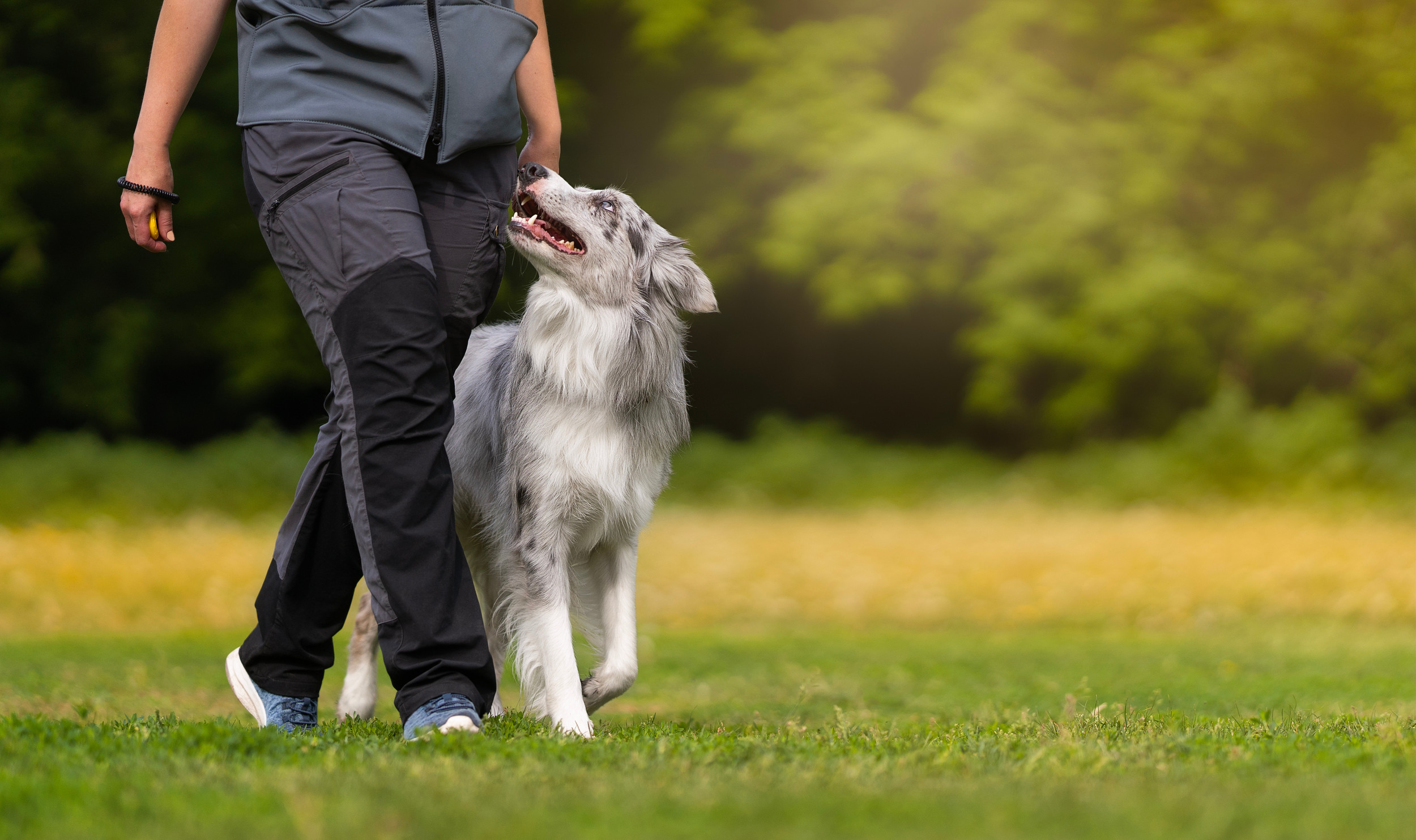 Dogs We Trust - Image 1