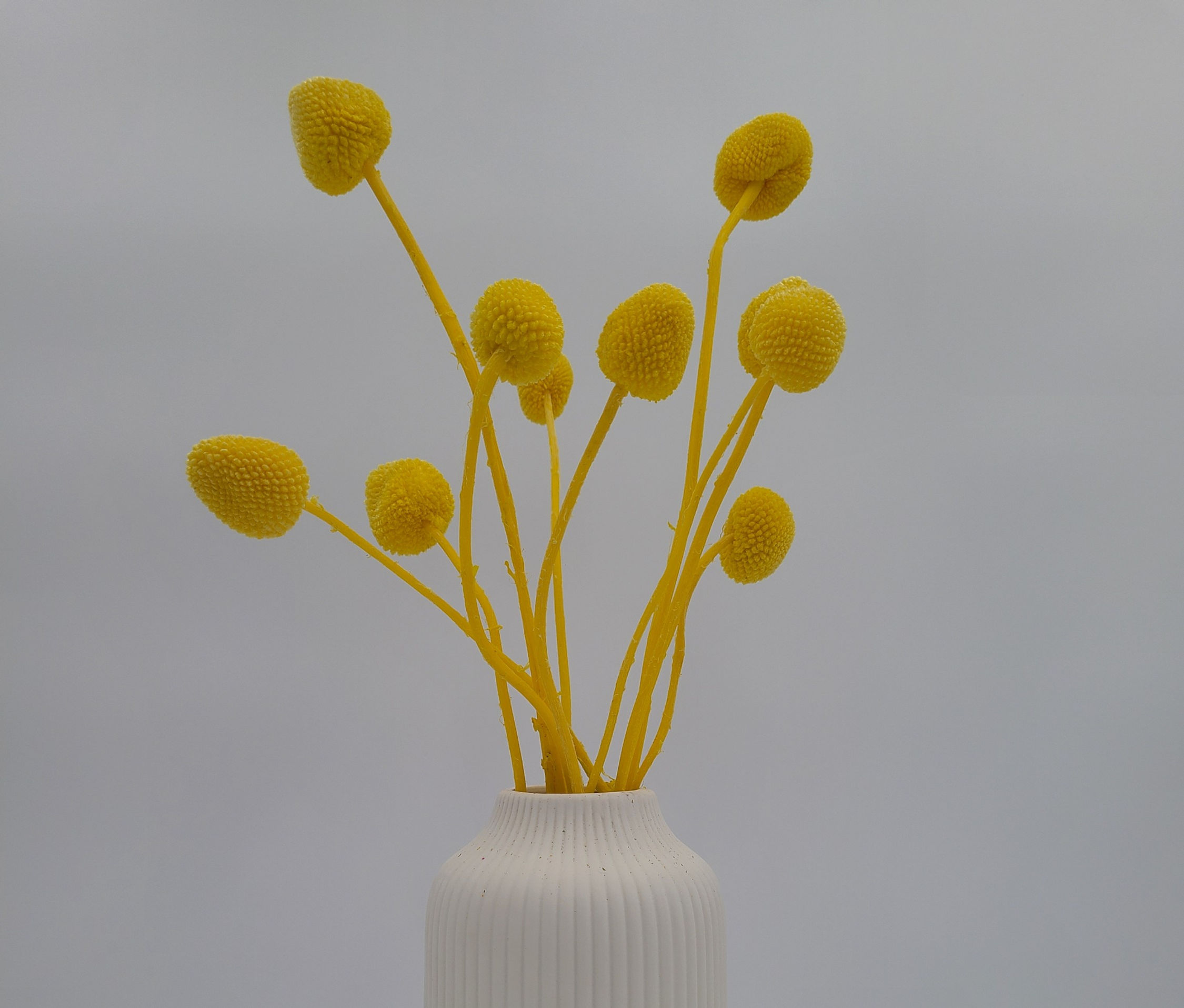 Craspedia, Dried Billy Ball Flowers - Yellow (10 stems)