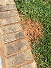 Fire ant hill next to a side walk