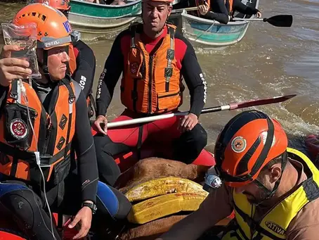 Solidariedade em ação: cavalo Caramelo é resgatado de telhado no Sul