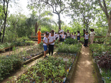 Semana do Meio Ambiente mobiliza escolas, mutirões e ações sustentáveis em Niterói